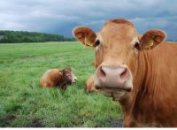 Beefizm - Dlaczego wegetarianie powinni promować jedzenie wołowiny?